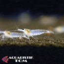 Weiße Amanogarnele, Caridina multidentata / Caridina japonica var. Snow